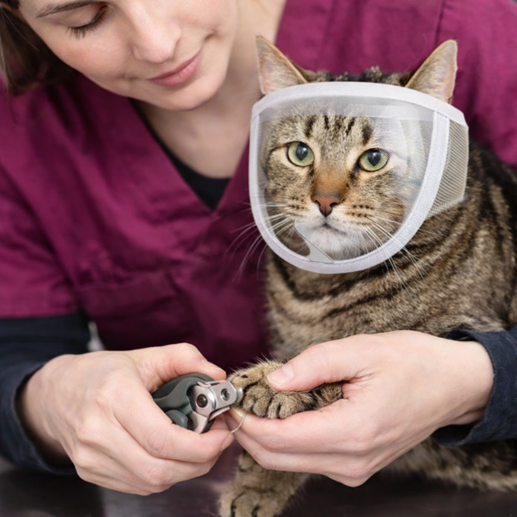 Vet trimming cat nails with breathable mesh muzzle on