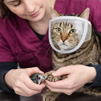 Vet trimming cat nails with breathable mesh muzzle on