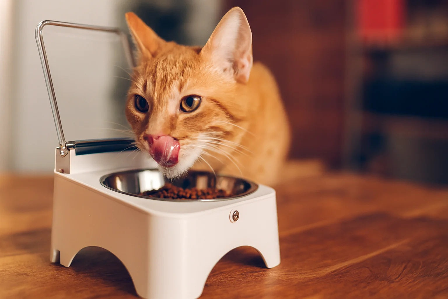 Cat eating from a elevated food bowl on a wooden floor.